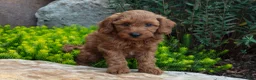 Mini Goldendoodle dogs for sale: Troy - Ad 2