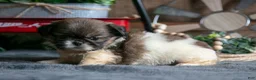 Pekingese dogs for sale: Willard - Ad 2