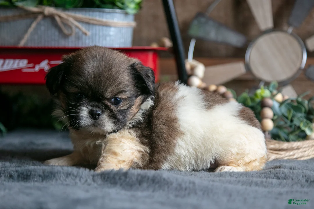 Pekingese dogs for sale: Willard - Ad 2