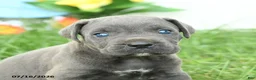 Cane Corso dogs for sale: Roman - Ad 3