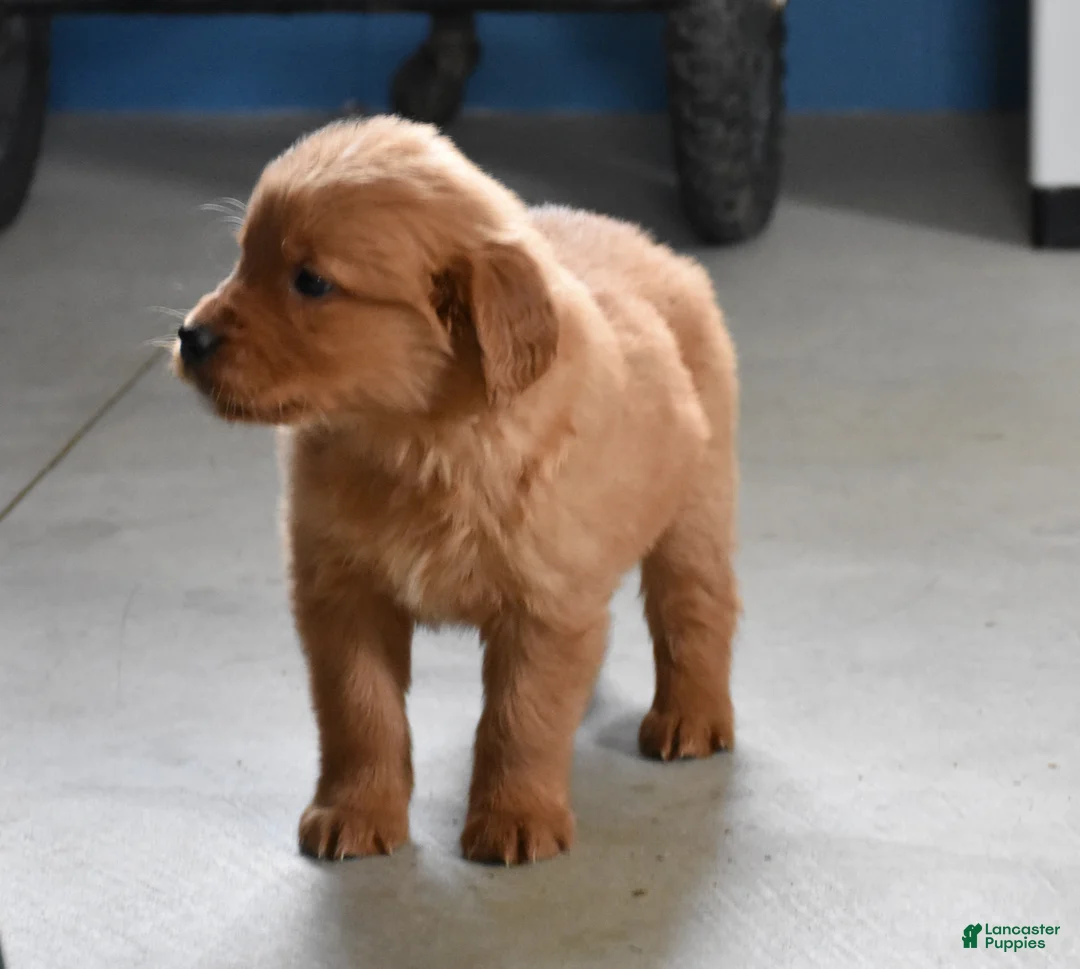 Golden Retriever dogs for sale: Sydney   Genetic/OFA - Ad 7