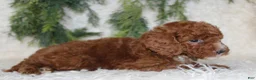 Miniature Poodle dogs for sale: Miniature Poodle 3 - Ad 3