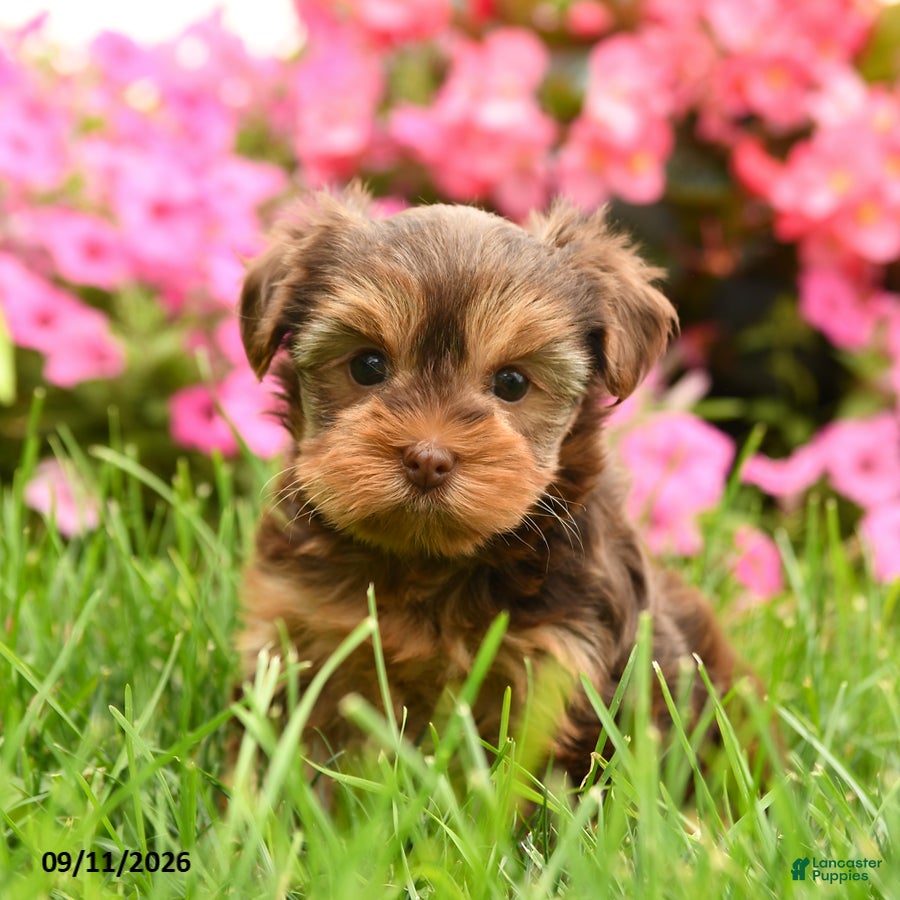 Yorkshire Terrier dogs Smores - Ad 2
