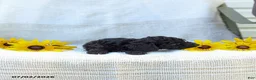 Cavapoo dogs for sale: Kenny - Ad 5
