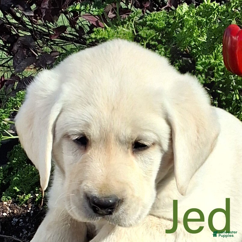 Labrador Retriever dogs for sale: Jed Retriever 3 - Ad 1
