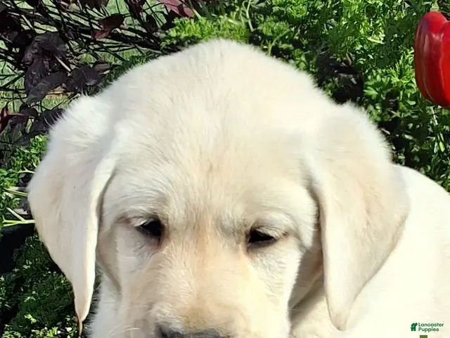 Labrador Retriever dogs for sale: Jed Retriever 3 - Ad 1