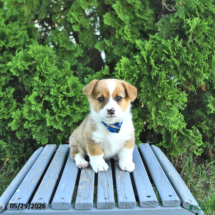 Welsh Corgi Pembroke dogs Bentley - Ad 1