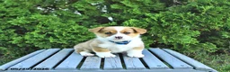 Welsh Corgi Pembroke dogs for sale: Bentley - Ad 1