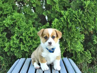 Welsh Corgi Pembroke dogs for sale: Bentley - Ad 4