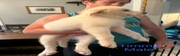Great Pyrenees dogs for sale: Timmy - Ad 2