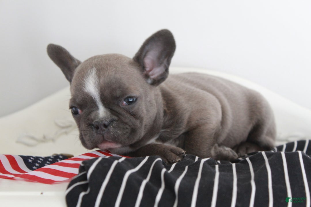 Frenchton dogs for sale: Bella  - Ad 19