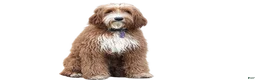 Mixed Breed dogs for sale: GOLDENDOODLE puppy - Ad 5