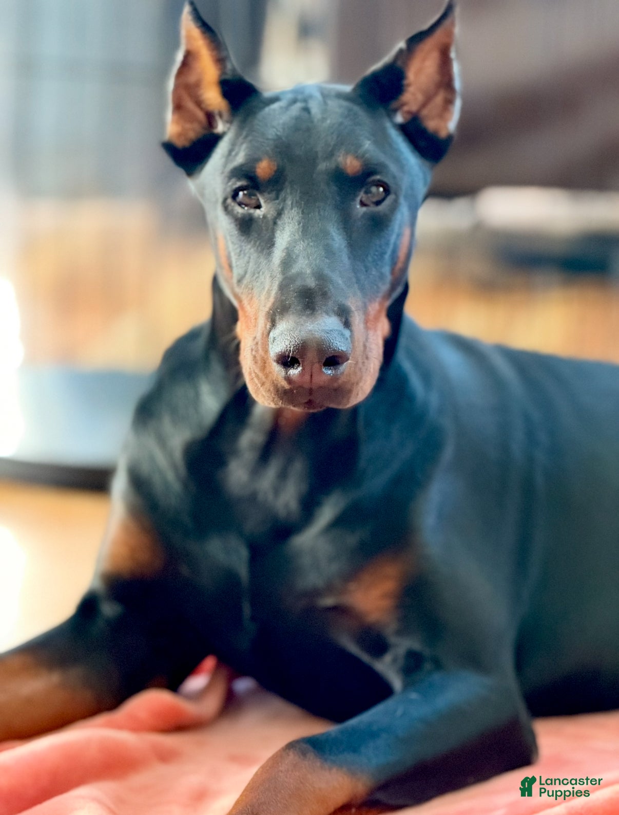 Doberman Pinscher dogs Doberman Pinscher Puppy 1 - Ad 1