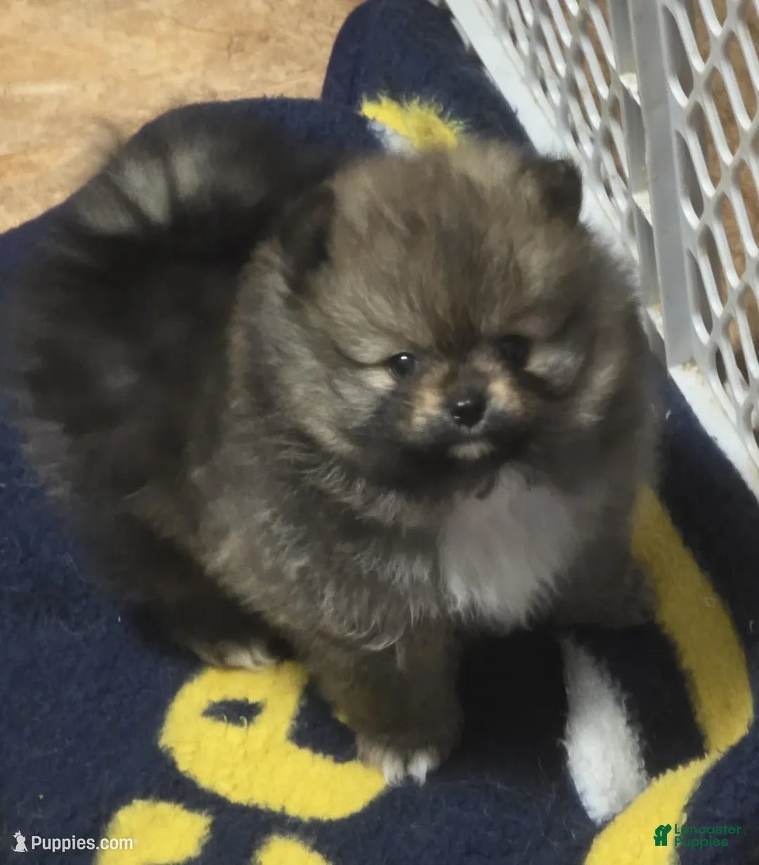 Pomeranian dogs for sale: Akc Holly  - Ad 2