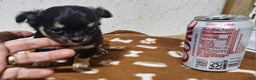 Chihuahua dogs for sale: Fredrick - Ad 10