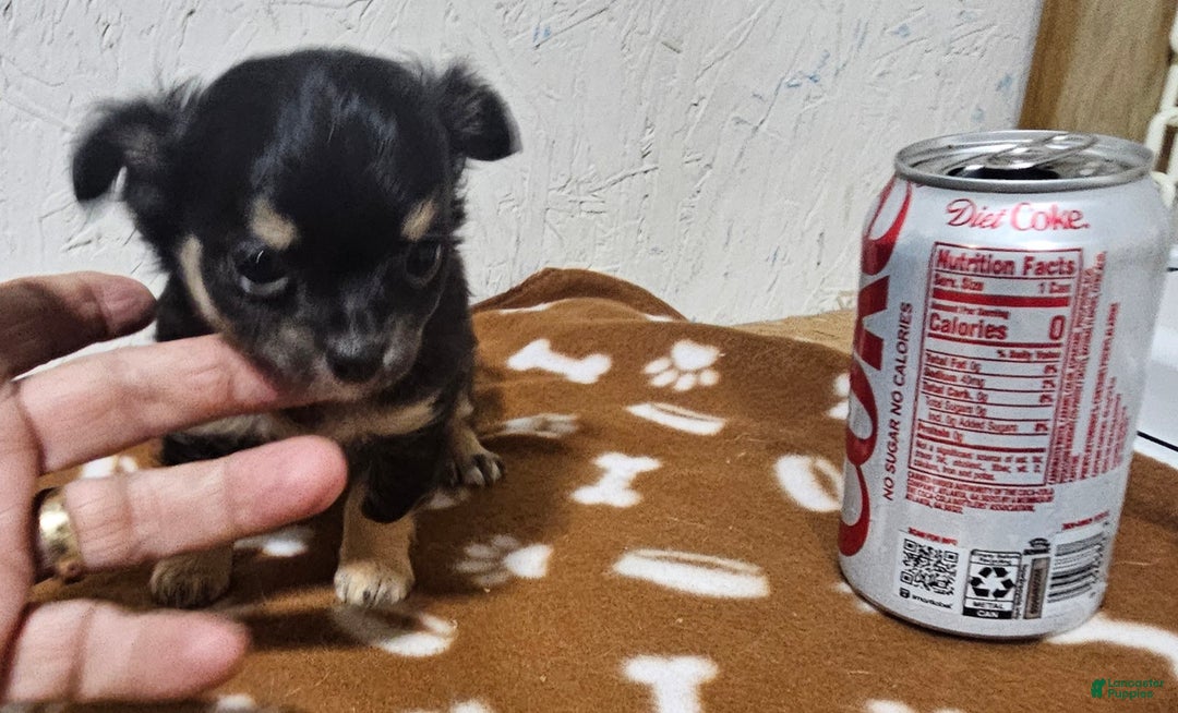 Chihuahua dogs for sale: Fredrick - Ad 10