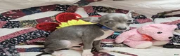 Chihuahua dogs for sale: Lancelot (Blue) - Ad 2