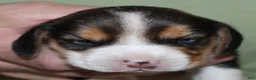 Beagle dogs for sale: Gus - Ad 3