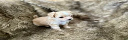 Mixed Breed dogs for sale: Snow White - Ad 12