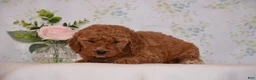 Mini Goldendoodle dogs for sale: Abby - Ad 1