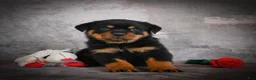 Rottweiler dogs for sale: Logan - Ad 4