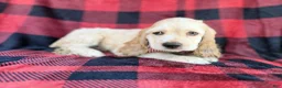 Cocker Spaniel dogs for sale: Tonka - Ad 3