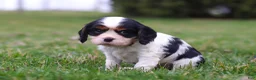 Cavalier King Charles Spaniel dogs for sale: River - Ad 2
