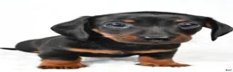 Miniature Dachshund dogs for sale: Franklin - Ad 4
