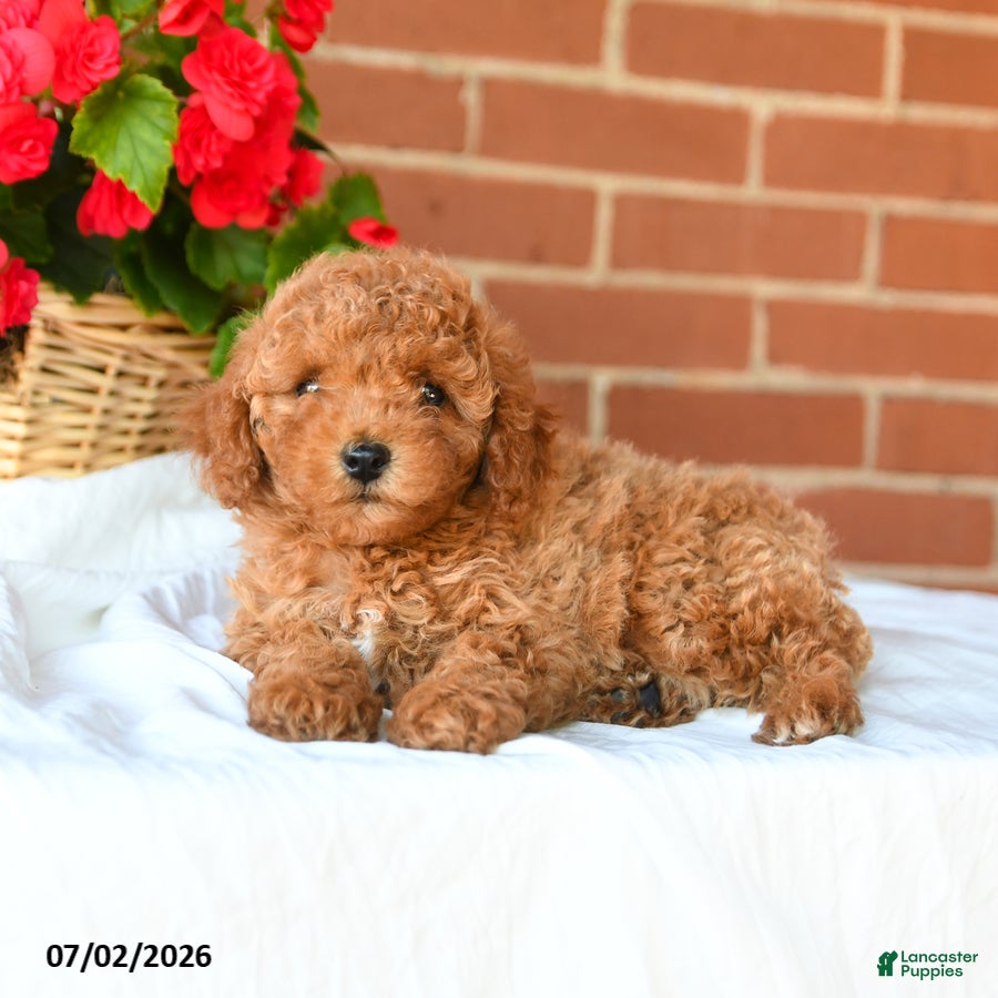 Miniature Poodle dogs Cooper - Ad 2