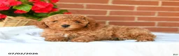 Miniature Poodle dogs for sale: Cooper - Ad 2