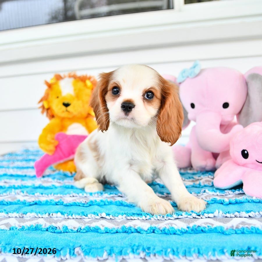 Cavalier King Charles Spaniel dogs for sale: Rosalie - Ad 2