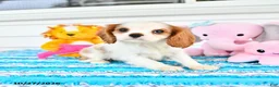 Cavalier King Charles Spaniel dogs for sale: Rosalie - Ad 2