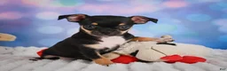Chihuahua dogs for sale: Charlie - Ad 6