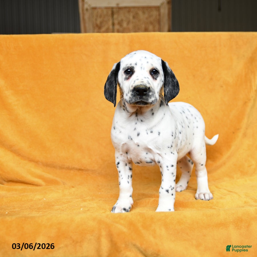 Dalmatian dogs Cleo - Ad 1