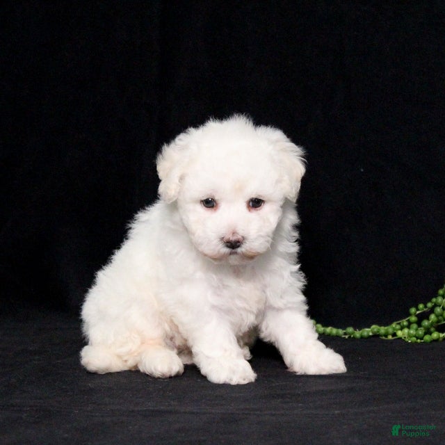 Bichon Frise dogs Elayna - Ad 2