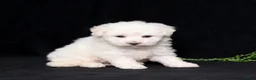 Bichon Frise dogs for sale: Elayna - Ad 2
