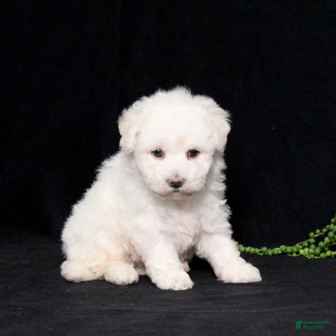 Bichon Frise dogs for sale: Elayna - Ad 2