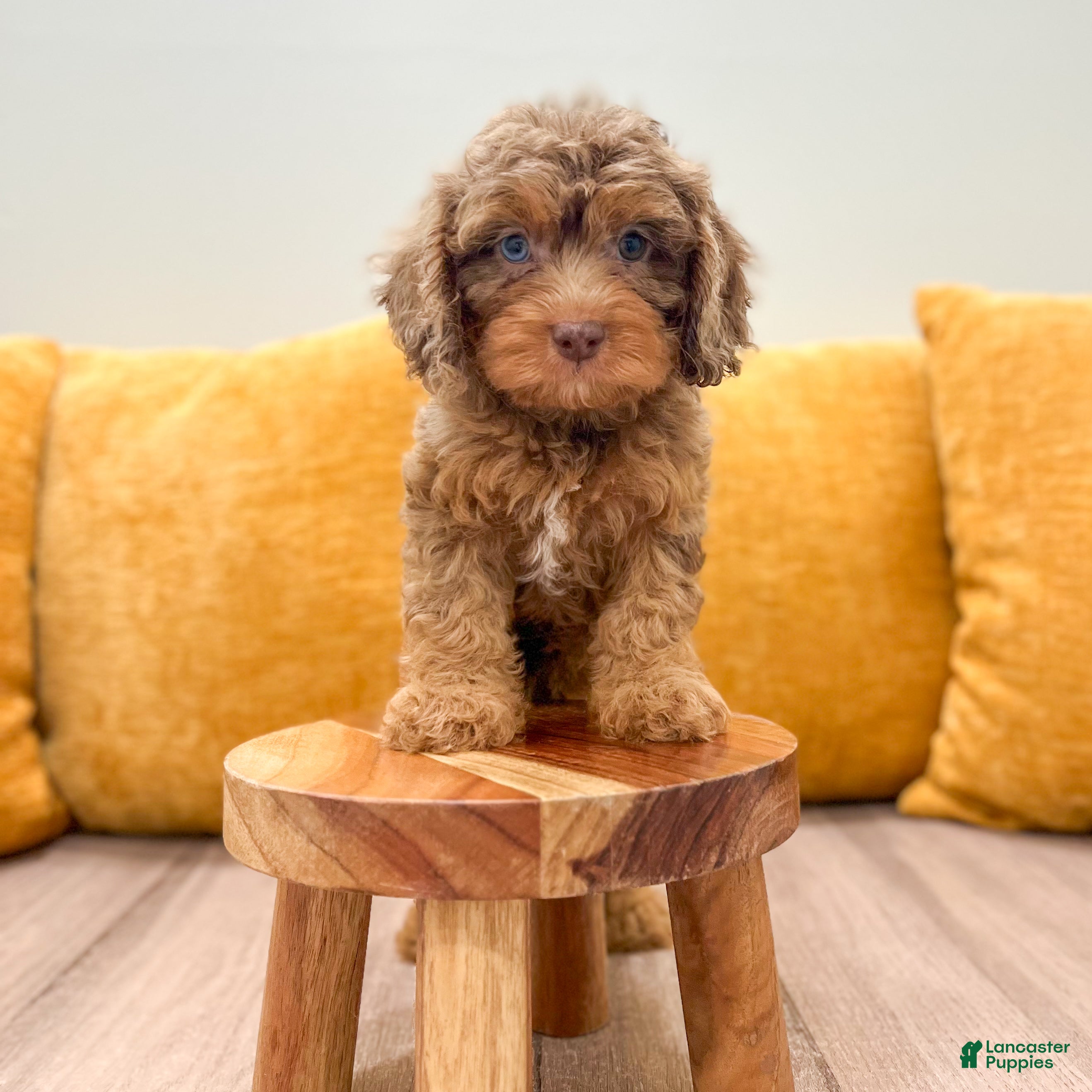 Cavapoo dogs Angel - Ad 1