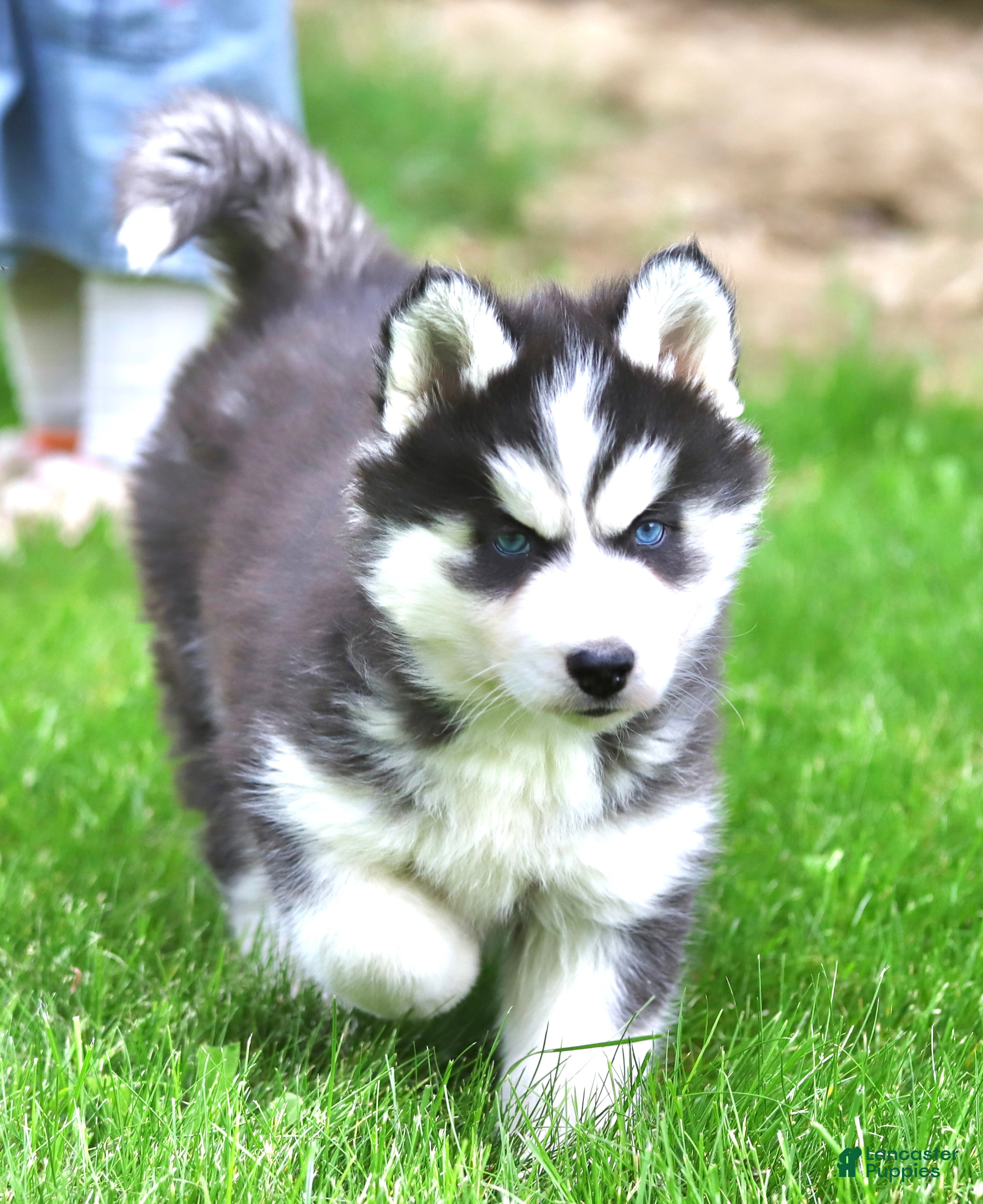 Siberian Husky dogs for sale: Bridget - Ad 2