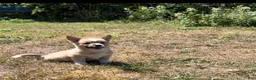 Mixed Breed dogs for sale: Spud - Ad 7