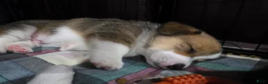 Welsh Corgi Pembroke 4