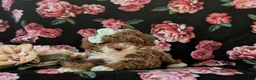 Miniature Poodle dogs for sale: Shannon - Ad 5