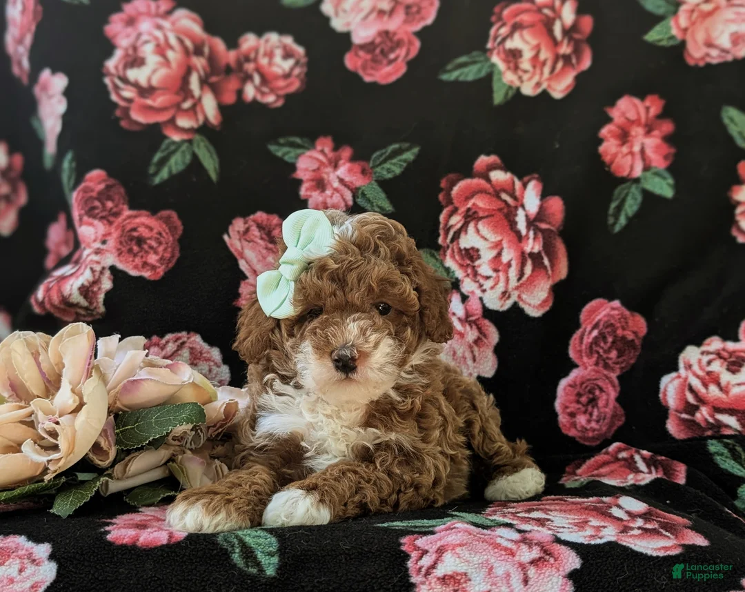 Miniature Poodle dogs for sale: Shannon - Ad 5