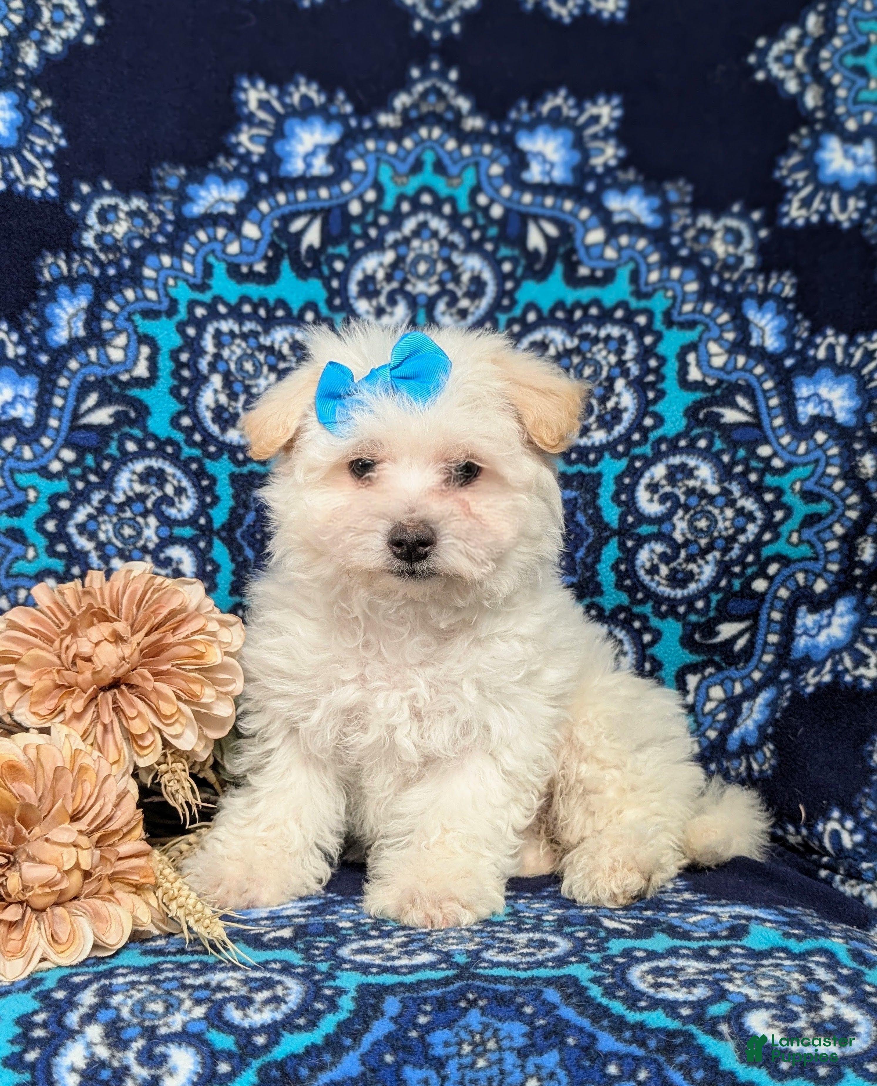 Bichon Frise dogs Carleen - Ad 11