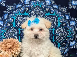 Bichon Frise dogs Carleen - Ad 32