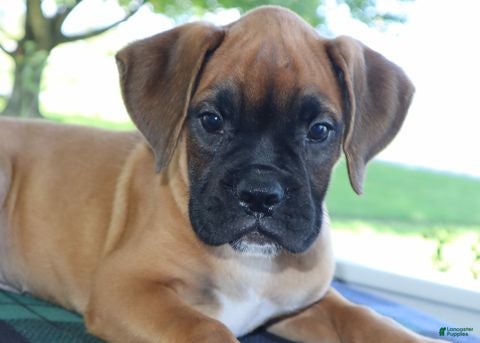 Boxer dogs Hunter - Champ lines - Ad 1