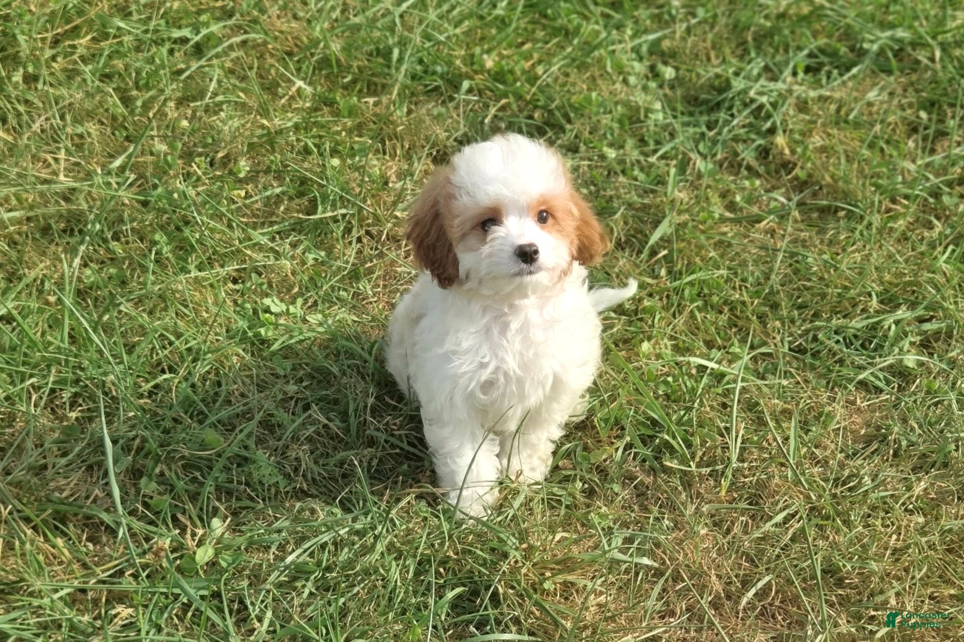 Cavapoo dogs Vex - Ad 21