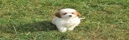 Cavapoo dogs for sale: Vex - Ad 1