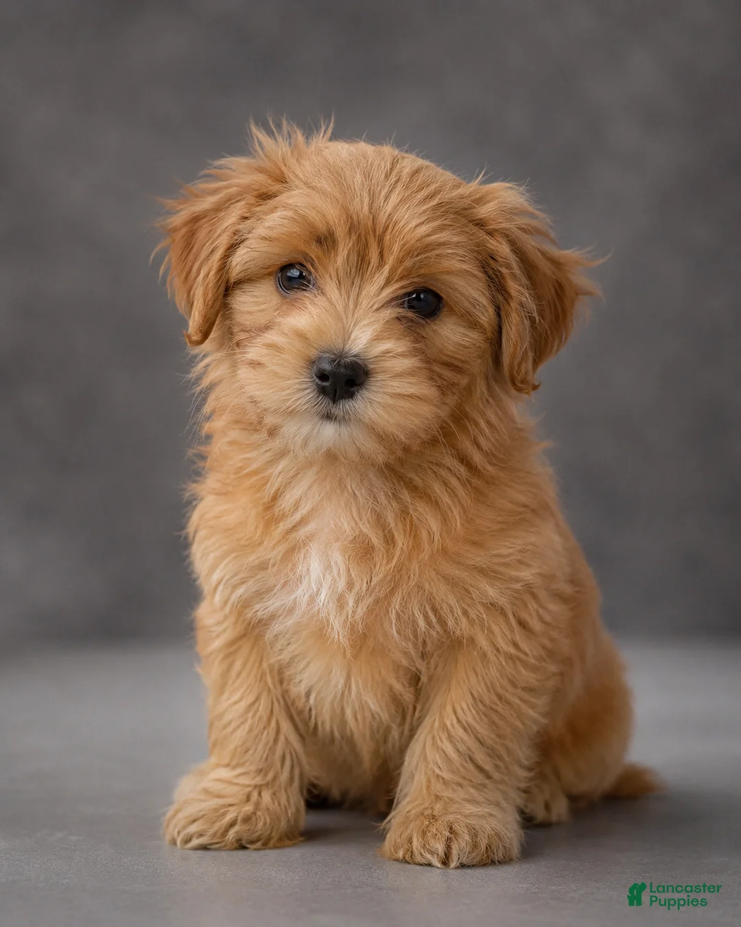 Shorkie dogs for sale: Sandy - Ad 1