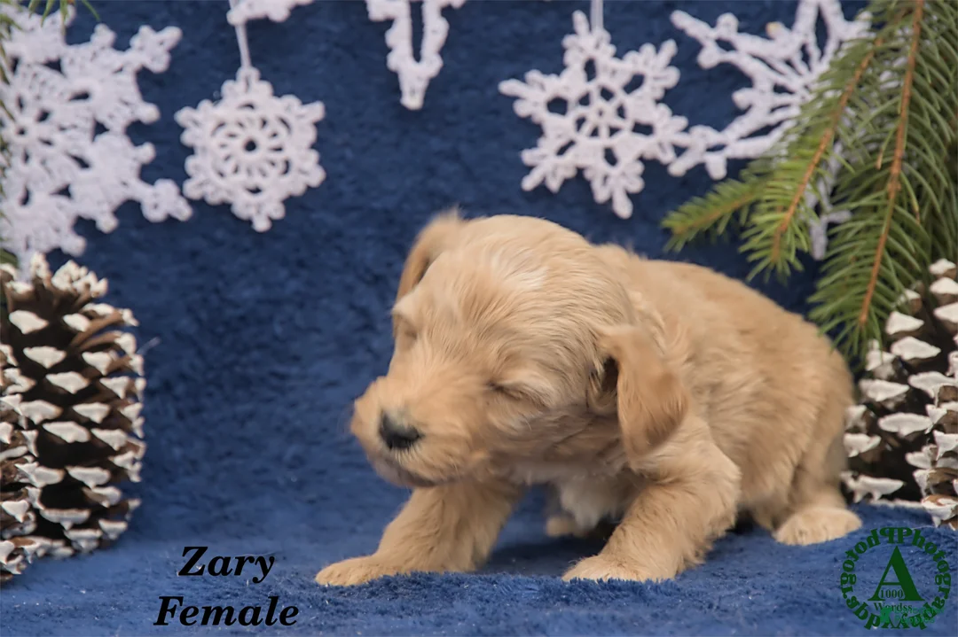 Mini Goldendoodle dogs for sale: Zary - Ad 3